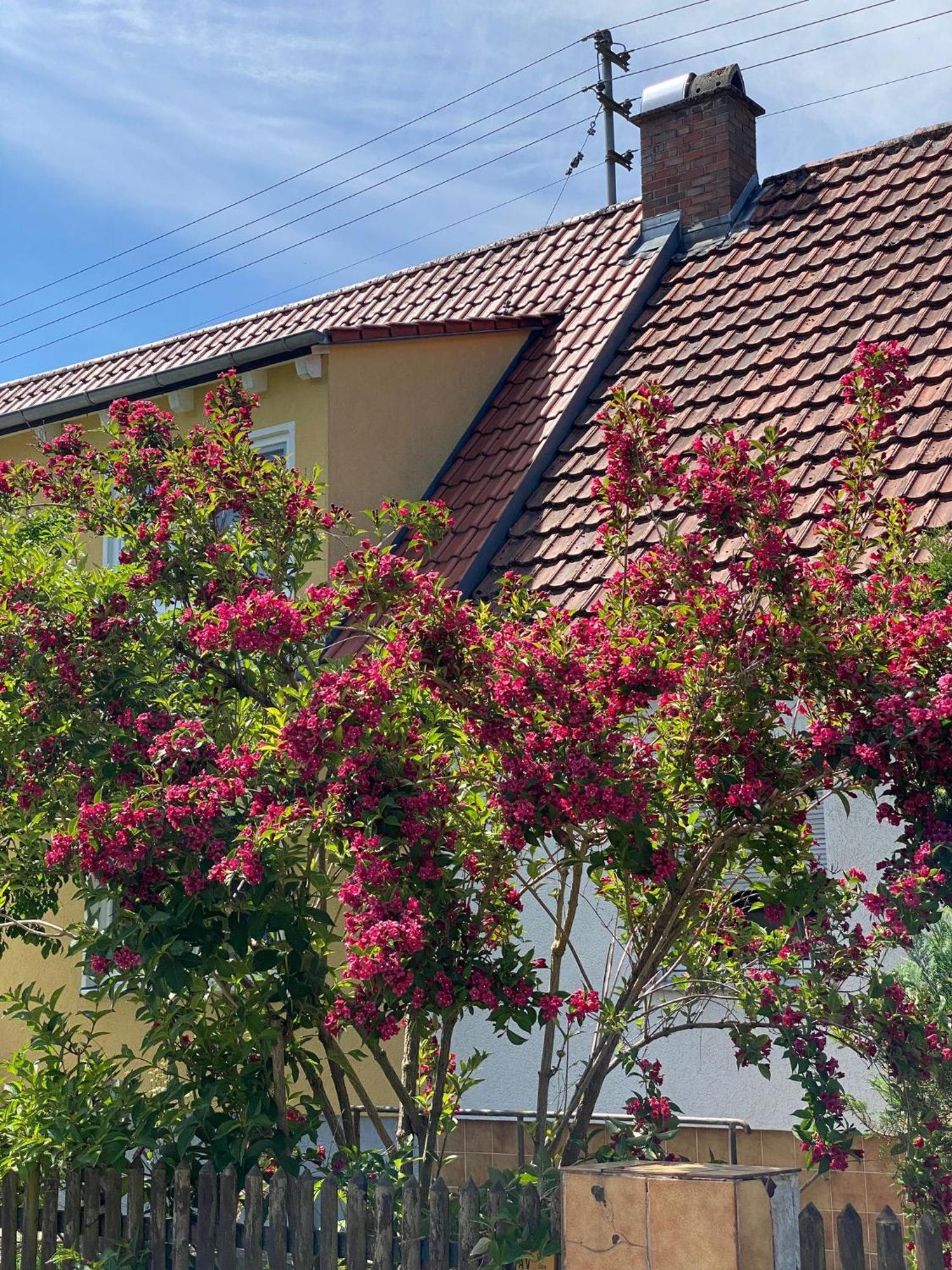 Haus Am Kuhsee Augsburg Eksteriør billede